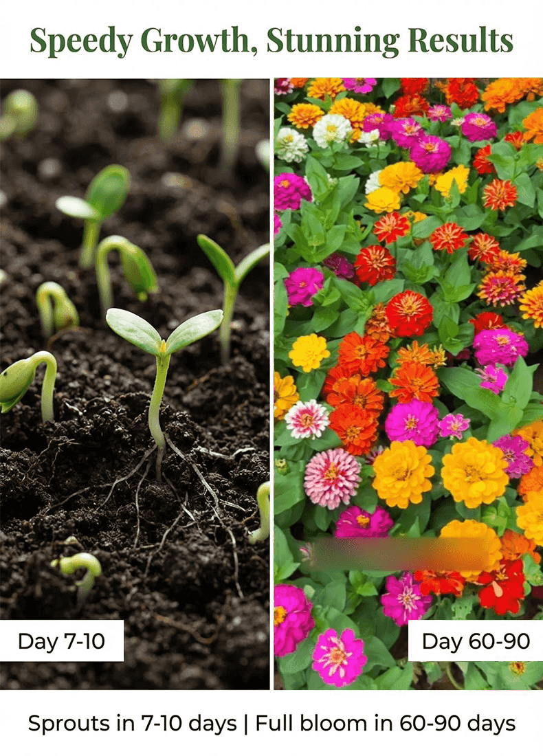 Double-flowered zinnia seeds sowing and blooming