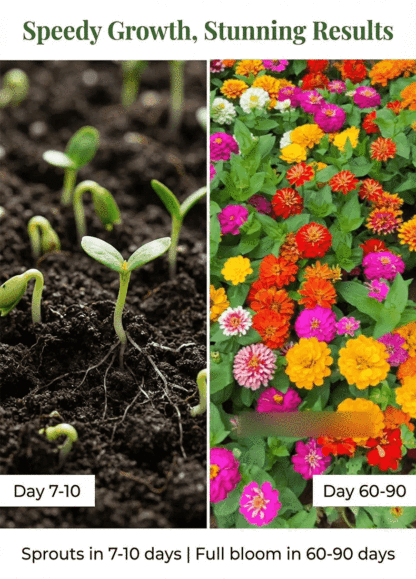 Double-flowered zinnia seeds sowing and blooming