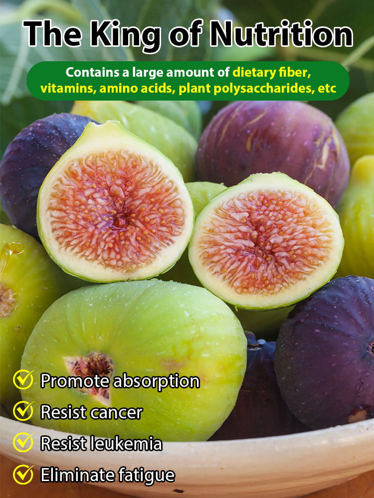 🌿 USDA-Certified Organic Fig Saplings 98% Survival Rate • ✅ | Self-pollinating – no second tree needed 🚫🌳 | Super easy for beginners 🧑🌾👩🌾