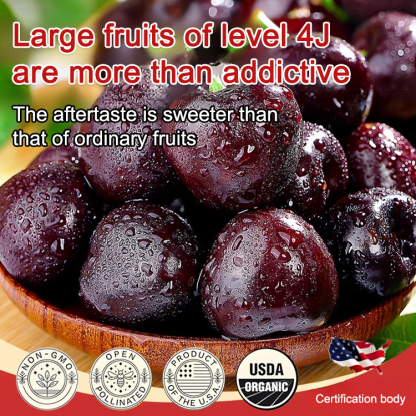 Grow your own Giant "Red Rubies" at home with 2026’s top AG-tech! 🚀 🛡️ ZERO RISK GUARANTEE 30-Day sprouted-or-refund guarantee. We ensure your total success! 🤝