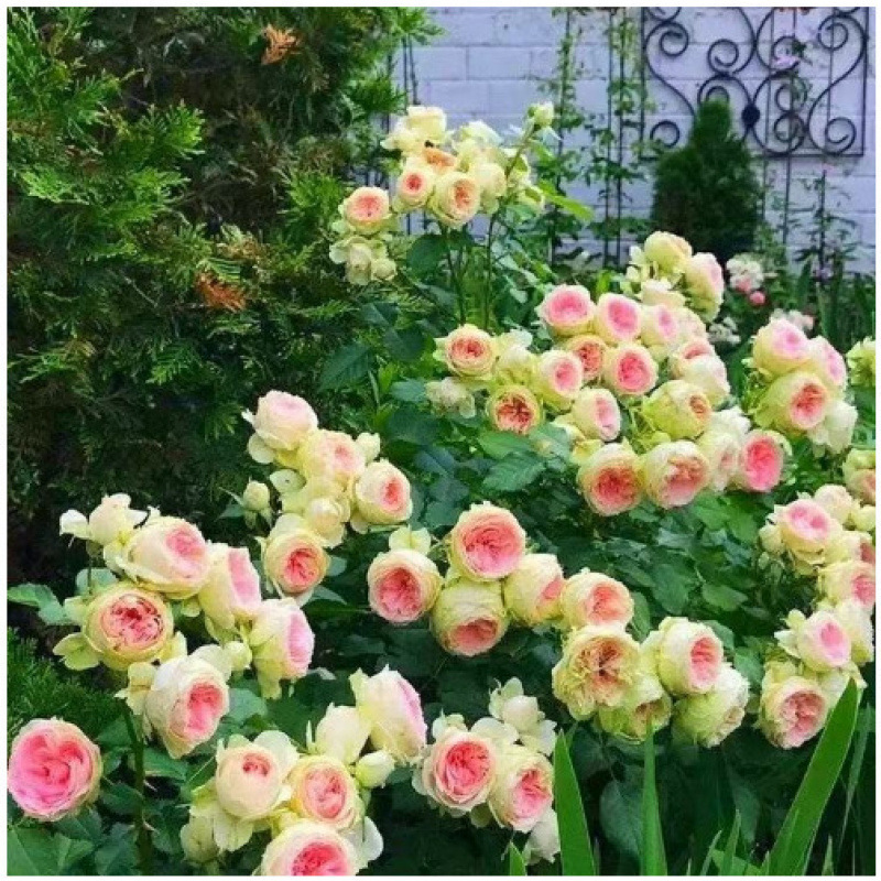 🌺 "Garden Ruby" – The Everblooming Climber That Outshines Roses ❄️ Winter-Hardy • Evergreen • 100% Growth Guarantee 🚀 A Sea of Blooms in Only 8 Weeks!