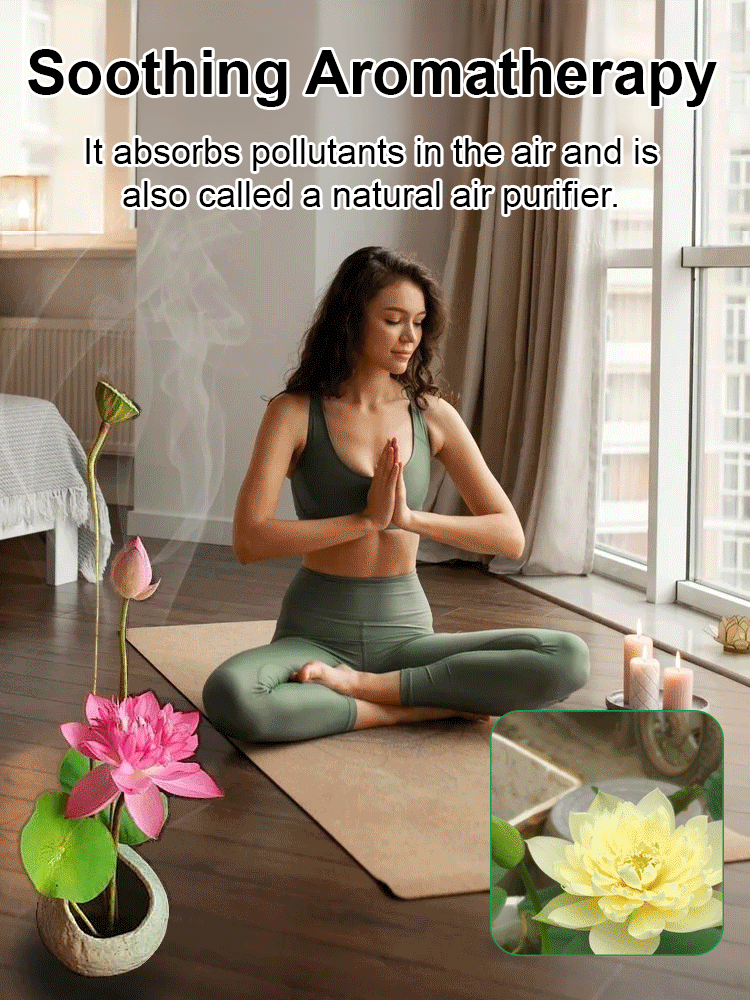 [Super high germination rate] Good luck and fortune Yuanbao bowl lotus