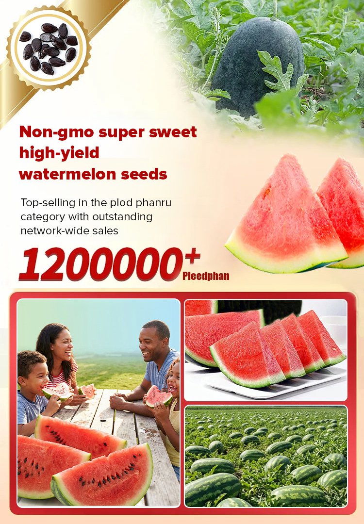 翻译件-JC-非转基因超甜高产西瓜种子-1345777-系统_02.jpg