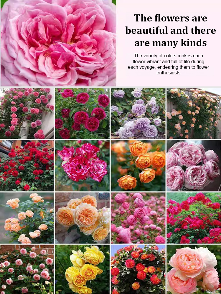 🌺 "Garden Ruby" – The Everblooming Climber That Outshines Roses ❄️ Winter-Hardy • Evergreen • 100% Growth Guarantee 🚀 A Sea of Blooms in Only 8 Weeks!