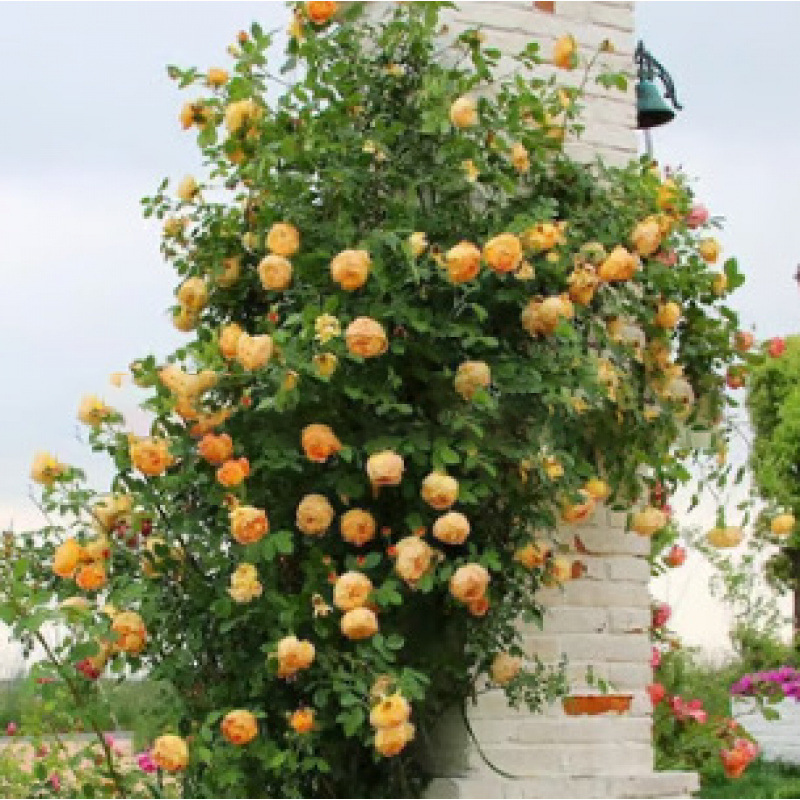 🌺 "Garden Ruby" – The Everblooming Climber That Outshines Roses ❄️ Winter-Hardy • Evergreen • 100% Growth Guarantee 🚀 A Sea of Blooms in Only 8 Weeks!