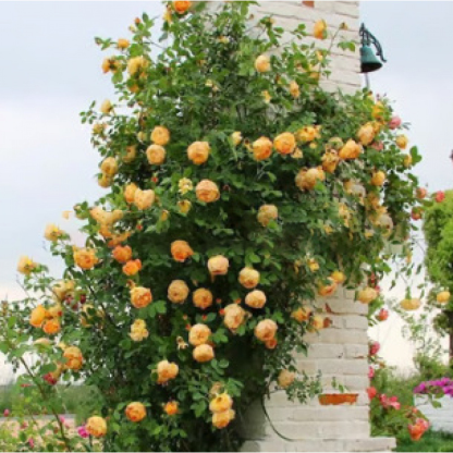 🌺 "Garden Ruby" – The Everblooming Climber That Outshines Roses ❄️ Winter-Hardy • Evergreen • 100% Growth Guarantee 🚀 A Sea of Blooms in Only 8 Weeks!