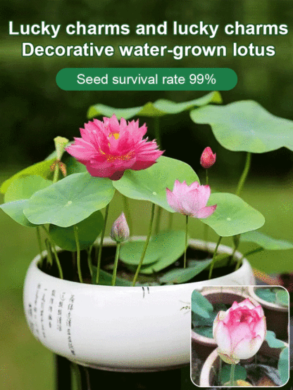 [Super high germination rate] Good luck and fortune Yuanbao bowl lotus