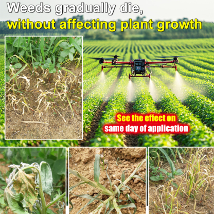 【Weed Specialist】High concentration Glufosinate-P-ammonium