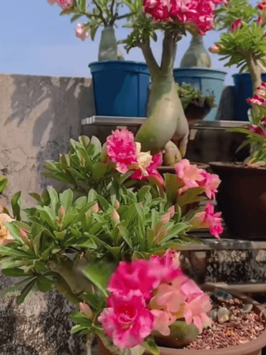 Wüstenrose – Das exotische Wunder, das 100 Jahre lebt & 200 Tage blüht! 🌵🌹