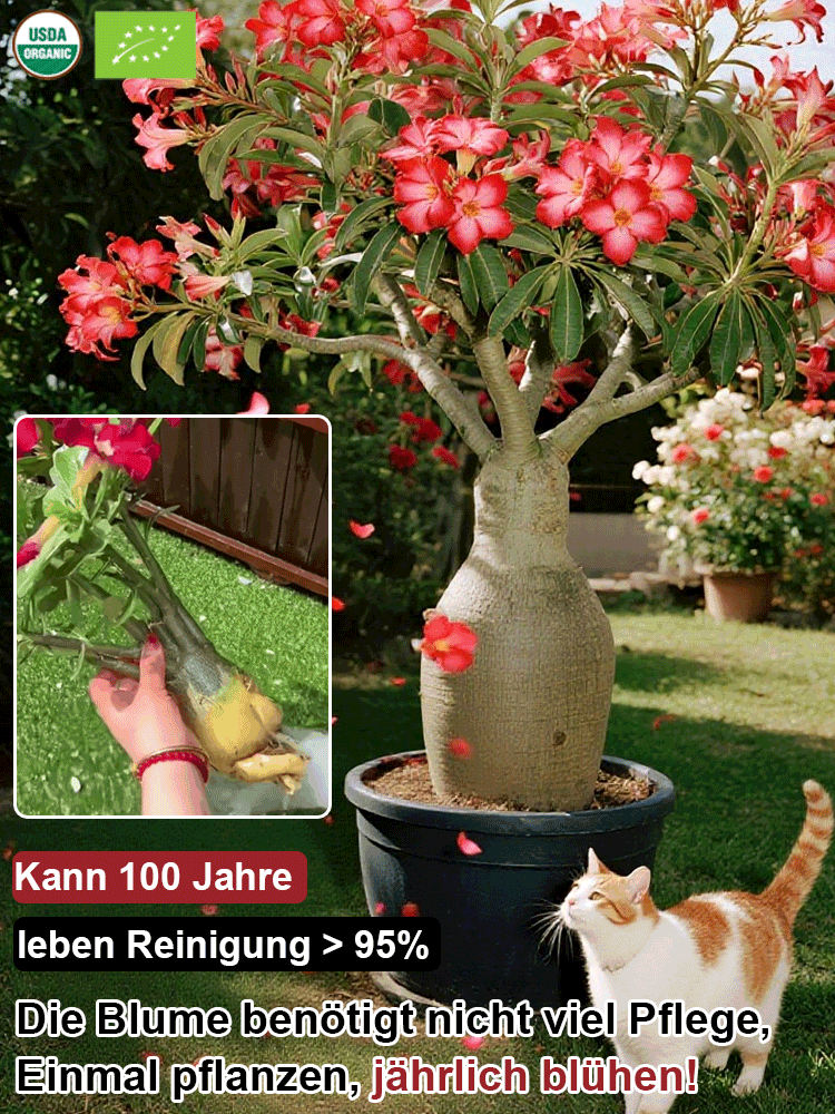 Wüstenrose – Das exotische Wunder, das 100 Jahre lebt & 200 Tage blüht! 🌵🌹