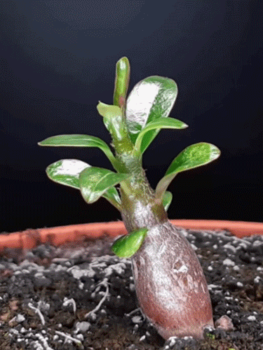 Wüstenrose – Das exotische Wunder, das 100 Jahre lebt & 200 Tage blüht! 🌵🌹