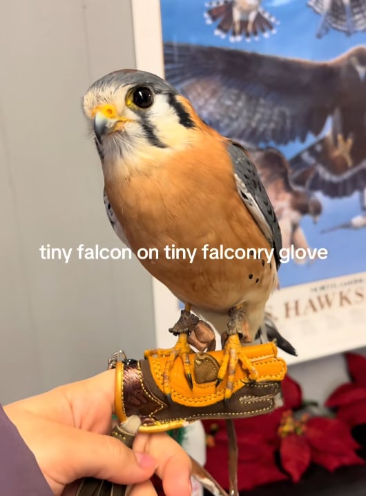 🔥 New Year Hot Sale 49% OFF🦅🧤Mini Falconry Glove Keyring — A Tiny Tribute to Falconry.🔑🎁