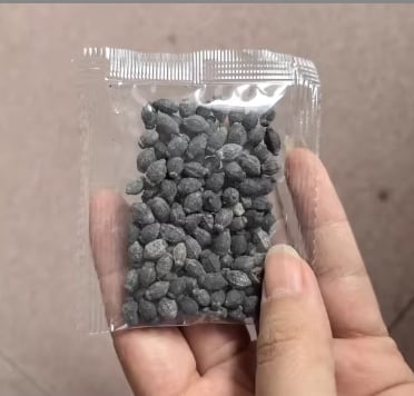 🌸100 Pcs Jasmine Seeds