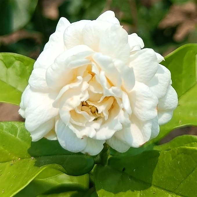 🌸100 Pcs Jasmine Seeds