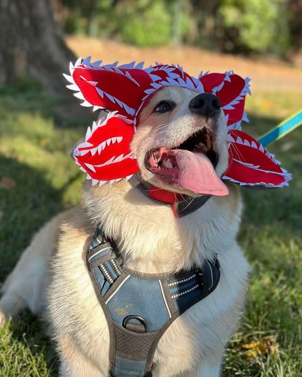 🎄Christmas Sale 49% Off😍🐶StrangerPaw Demodog Pet Costume Hood — For Pets Who Steal the Show👹