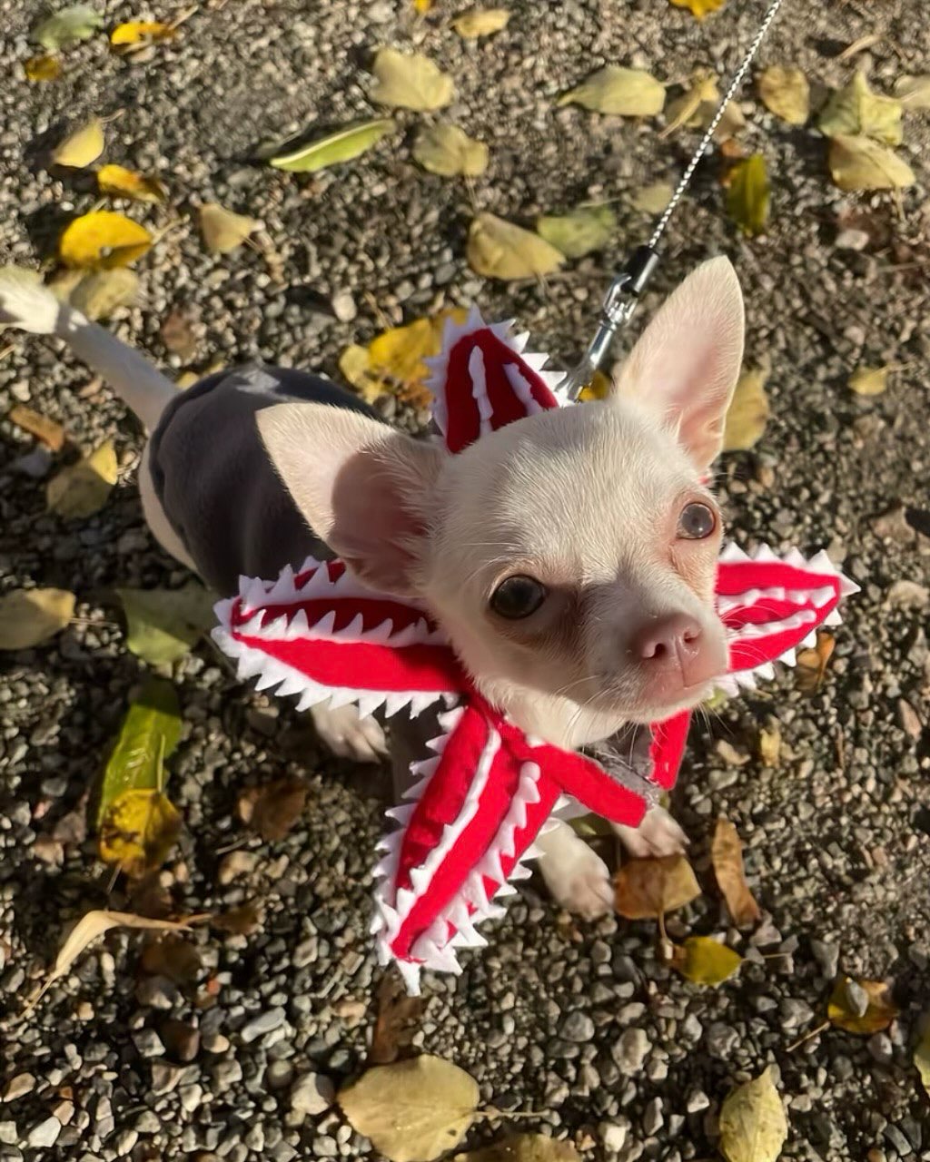 🎄Christmas Sale 49% Off😍🐶StrangerPaw Demodog Pet Costume Hood — For Pets Who Steal the Show👹