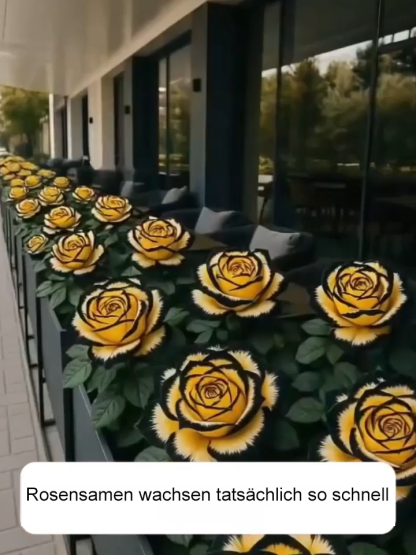🌺Von der Saat zur Blütenwand in nur 4 Wochen! Mehrköpfige gepunktete Rosensamen | Winterhart & Immergrün ❄️ | Duftet intensiver als Rosen | 100% Anwachsgarantie ✅
