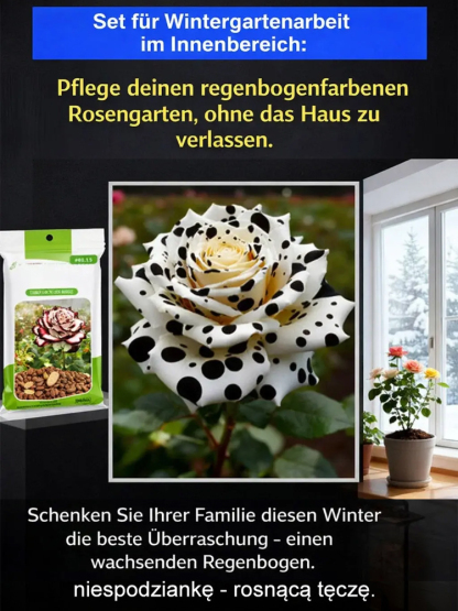 🌺Von der Saat zur Blütenwand in nur 4 Wochen! Mehrköpfige gepunktete Rosensamen | Winterhart & Immergrün ❄️ | Duftet intensiver als Rosen | 100% Anwachsgarantie ✅