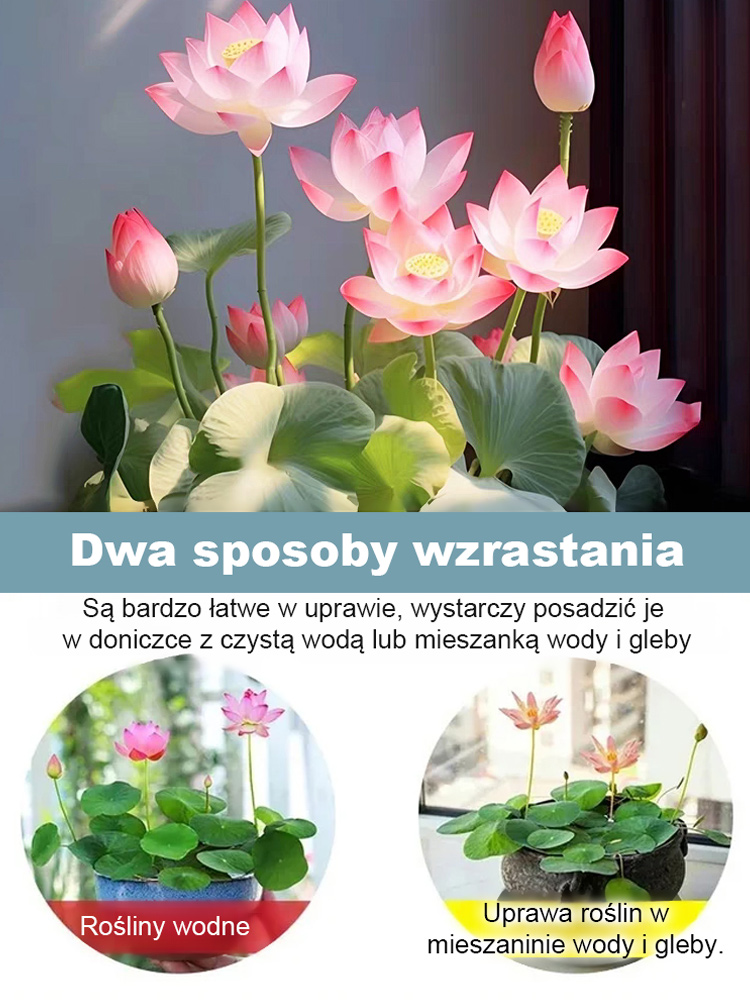 【Może kwitnąć normalnie do -20℃】🌼 Kwitnące w wodzie! Naturalny oczyszczacz powietrza! Pachnący dom ozdobiony pachnącymi lotosami uprawianymi hydroponicznie 🌼