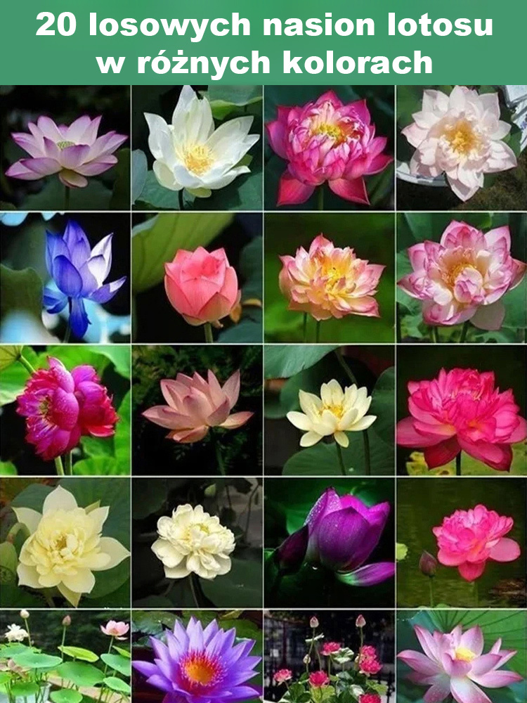 【Może kwitnąć normalnie do -20℃】🌼 Kwitnące w wodzie! Naturalny oczyszczacz powietrza! Pachnący dom ozdobiony pachnącymi lotosami uprawianymi hydroponicznie 🌼