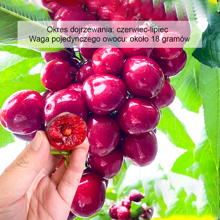 【Pełny zwrot pieniędzy w przypadku braku owoców】Czarne czereśnie samozapylające | Zbiór po dwóch miesiącach | Owoce klasy 4XXL ✨Drugie drzewko gratis!