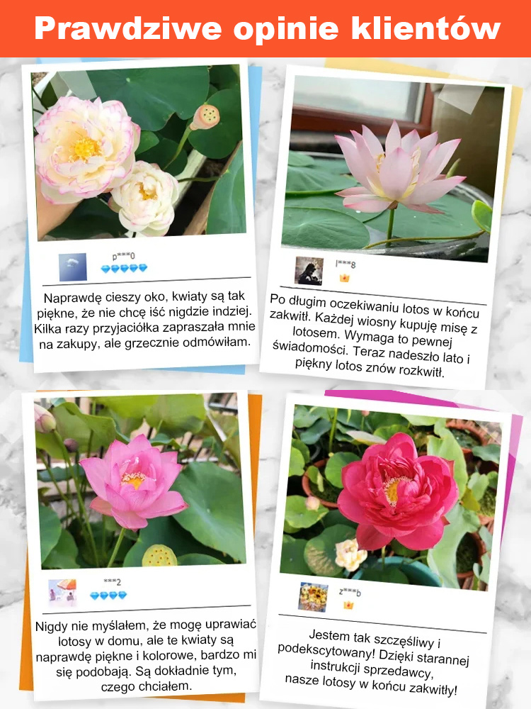 【Może kwitnąć normalnie do -20℃】🌼 Kwitnące w wodzie! Naturalny oczyszczacz powietrza! Pachnący dom ozdobiony pachnącymi lotosami uprawianymi hydroponicznie 🌼