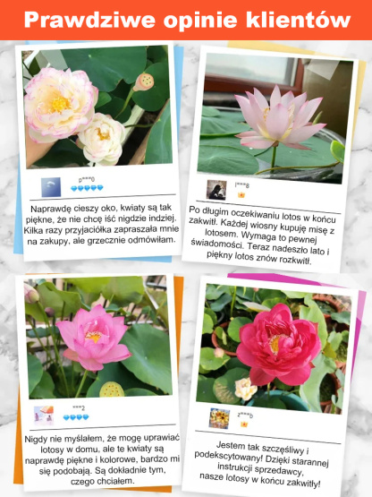 【Może kwitnąć normalnie do -20℃】🌼 Kwitnące w wodzie! Naturalny oczyszczacz powietrza! Pachnący dom ozdobiony pachnącymi lotosami uprawianymi hydroponicznie 🌼