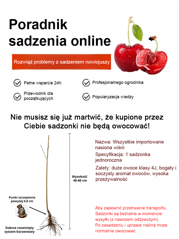 【Pełny zwrot pieniędzy w przypadku braku owoców】Czarne czereśnie samozapylające | Zbiór po dwóch miesiącach | Owoce klasy 4XXL ✨Drugie drzewko gratis!