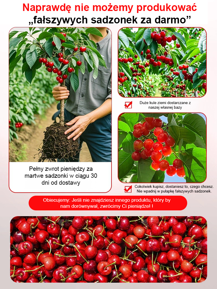【Pełny zwrot pieniędzy w przypadku braku owoców】Czarne czereśnie samozapylające | Zbiór po dwóch miesiącach | Owoce klasy 4XXL ✨Drugie drzewko gratis!