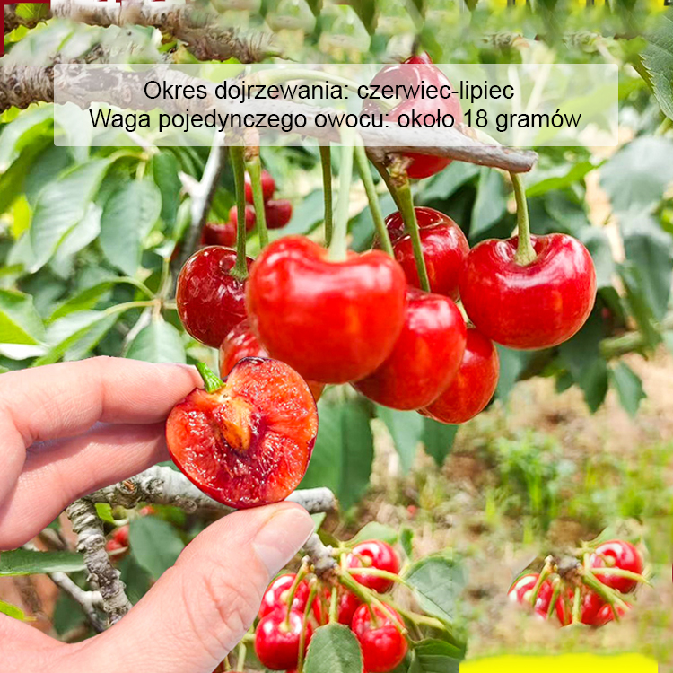 【Pełny zwrot pieniędzy w przypadku braku owoców】Czarne czereśnie samozapylające | Zbiór po dwóch miesiącach | Owoce klasy 4XXL ✨Drugie drzewko gratis!