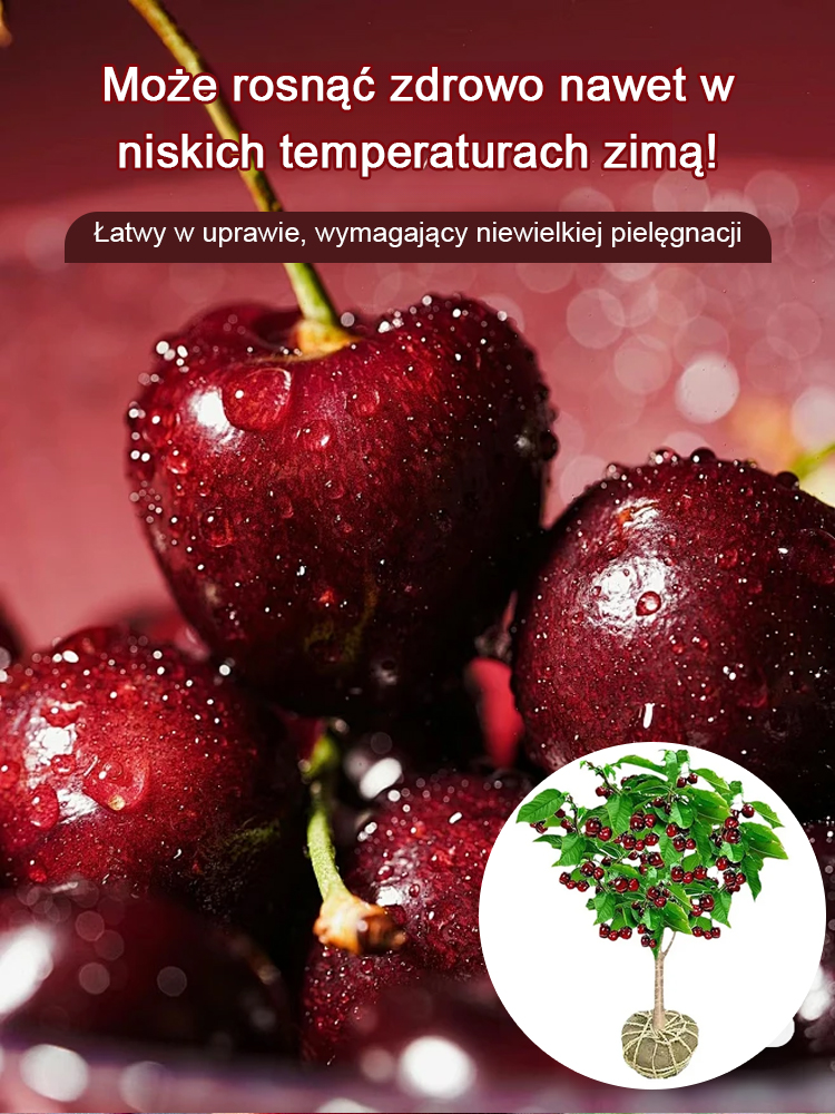 【Pełny zwrot pieniędzy w przypadku braku owoców】Czarne czereśnie samozapylające | Zbiór po dwóch miesiącach | Owoce klasy 4XXL ✨Drugie drzewko gratis!