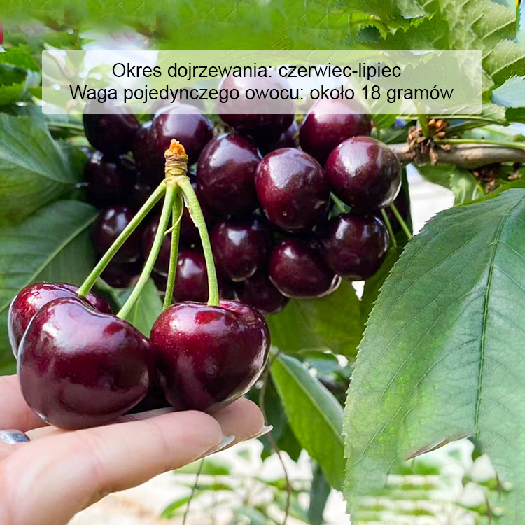 【Pełny zwrot pieniędzy w przypadku braku owoców】Czarne czereśnie samozapylające | Zbiór po dwóch miesiącach | Owoce klasy 4XXL ✨Drugie drzewko gratis!