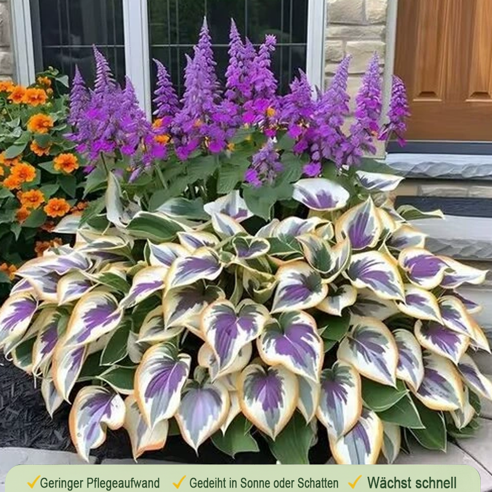 🪻🪴Bunte Hosta-Samen – Winterharte, pflegeleichte Schattenpflanze