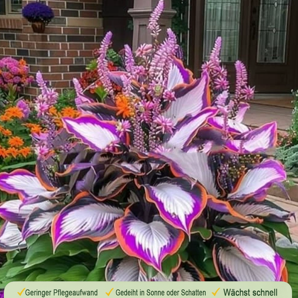 🪻🪴Bunte Hosta-Samen – Winterharte, pflegeleichte Schattenpflanze