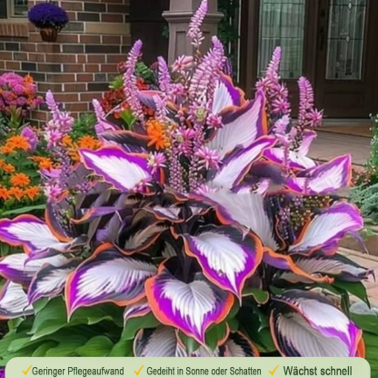 🪻🪴Bunte Hosta-Samen – Winterharte, pflegeleichte Schattenpflanze