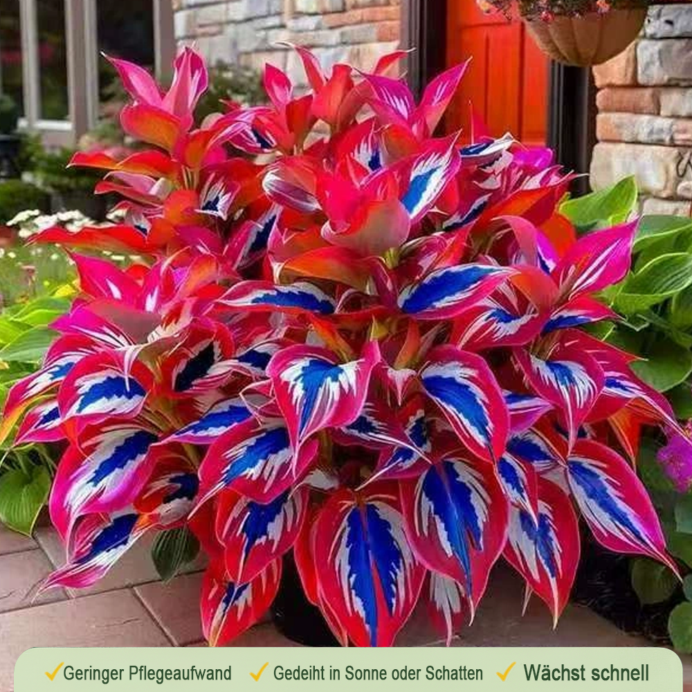 🪻🪴Bunte Hosta-Samen – Winterharte, pflegeleichte Schattenpflanze