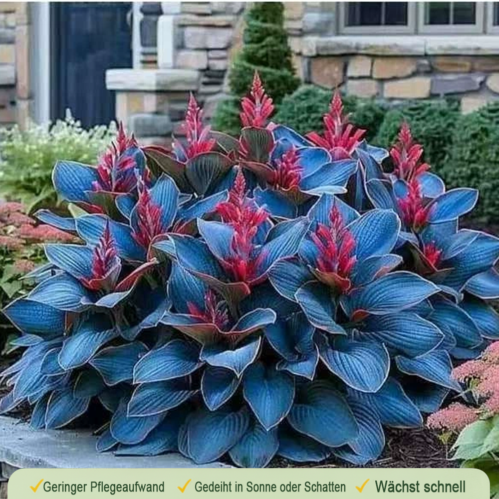 🪻🪴Bunte Hosta-Samen – Winterharte, pflegeleichte Schattenpflanze