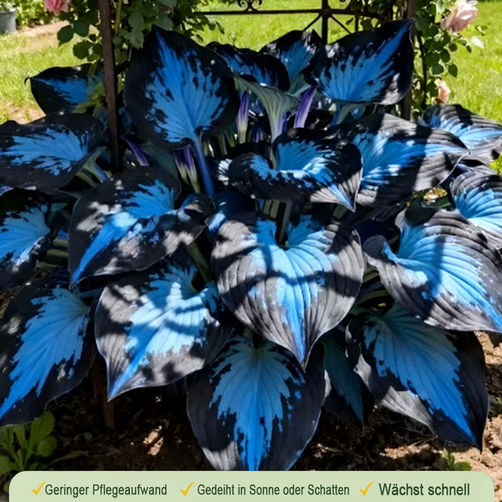 🪻🪴Bunte Hosta-Samen – Winterharte, pflegeleichte Schattenpflanze