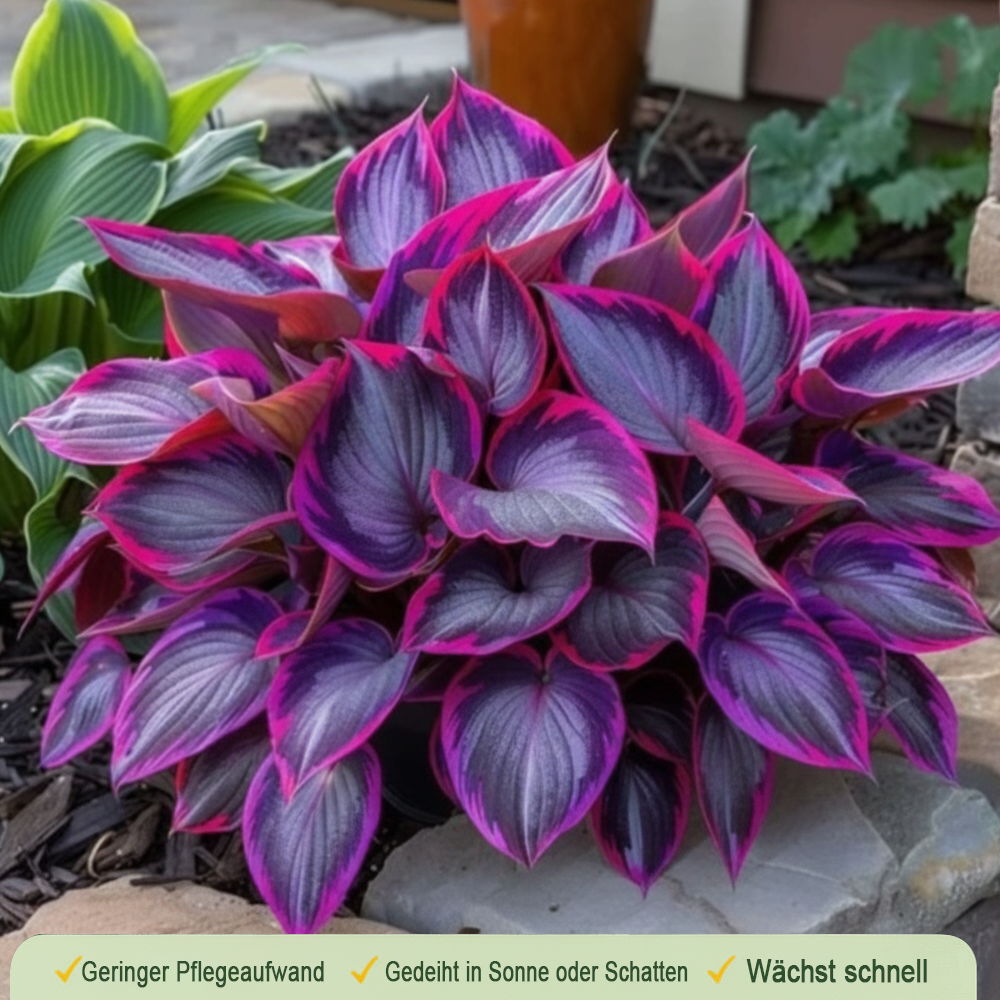 🪻🪴Bunte Hosta-Samen – Winterharte, pflegeleichte Schattenpflanze
