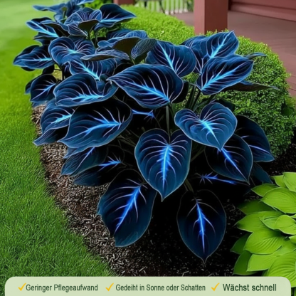 🪻🪴Bunte Hosta-Samen – Winterharte, pflegeleichte Schattenpflanze