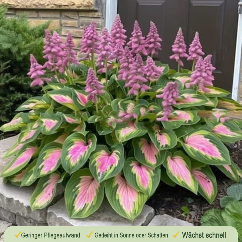🪻🪴Bunte Hosta-Samen – Winterharte, pflegeleichte Schattenpflanze