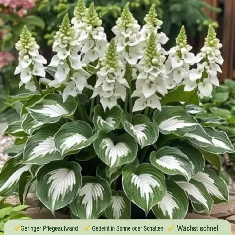 🪻🪴Bunte Hosta-Samen – Winterharte, pflegeleichte Schattenpflanze