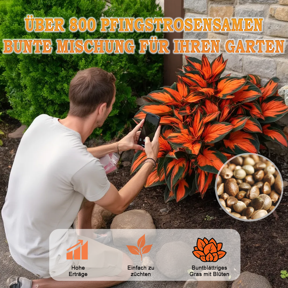 🪻🪴Bunte Hosta-Samen – Winterharte, pflegeleichte Schattenpflanze