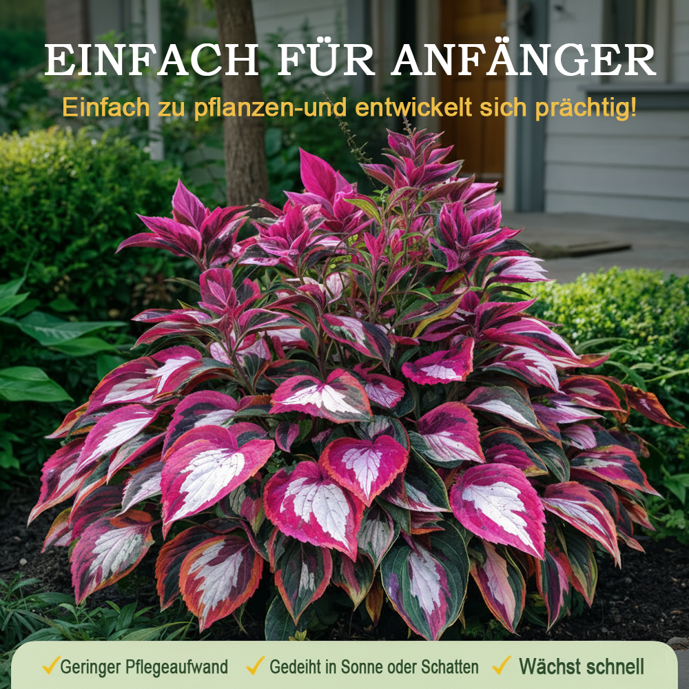 🪻🪴Bunte Hosta-Samen – Winterharte, pflegeleichte Schattenpflanze