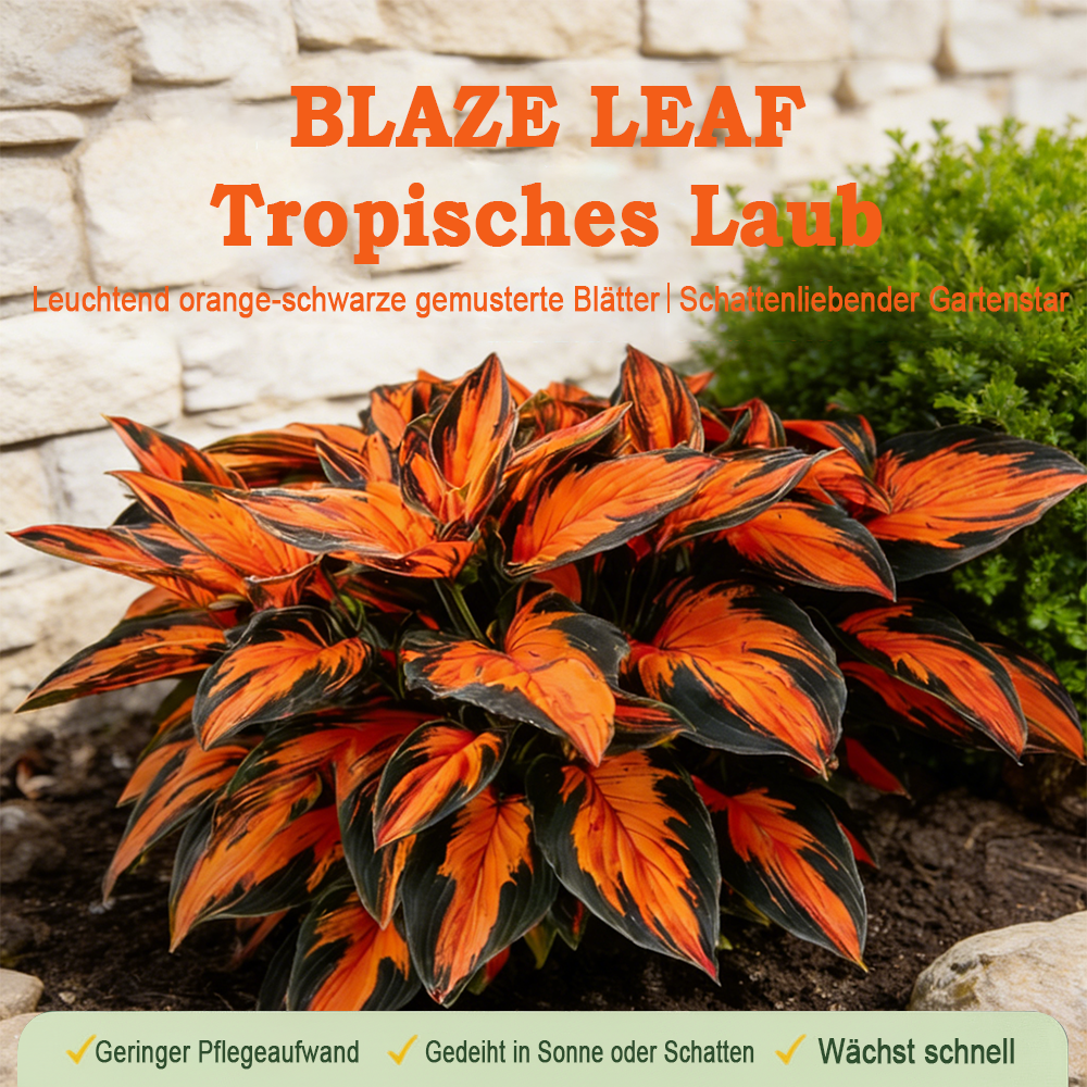 🪻🪴Bunte Hosta-Samen – Winterharte, pflegeleichte Schattenpflanze