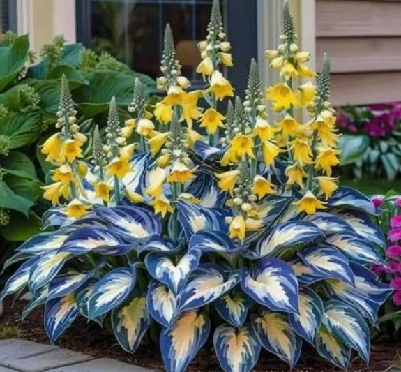 🪻🪴Bunte Hosta-Samen – Winterharte, pflegeleichte Schattenpflanze