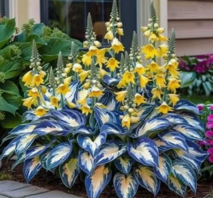 🪻🪴Bunte Hosta-Samen – Winterharte, pflegeleichte Schattenpflanze