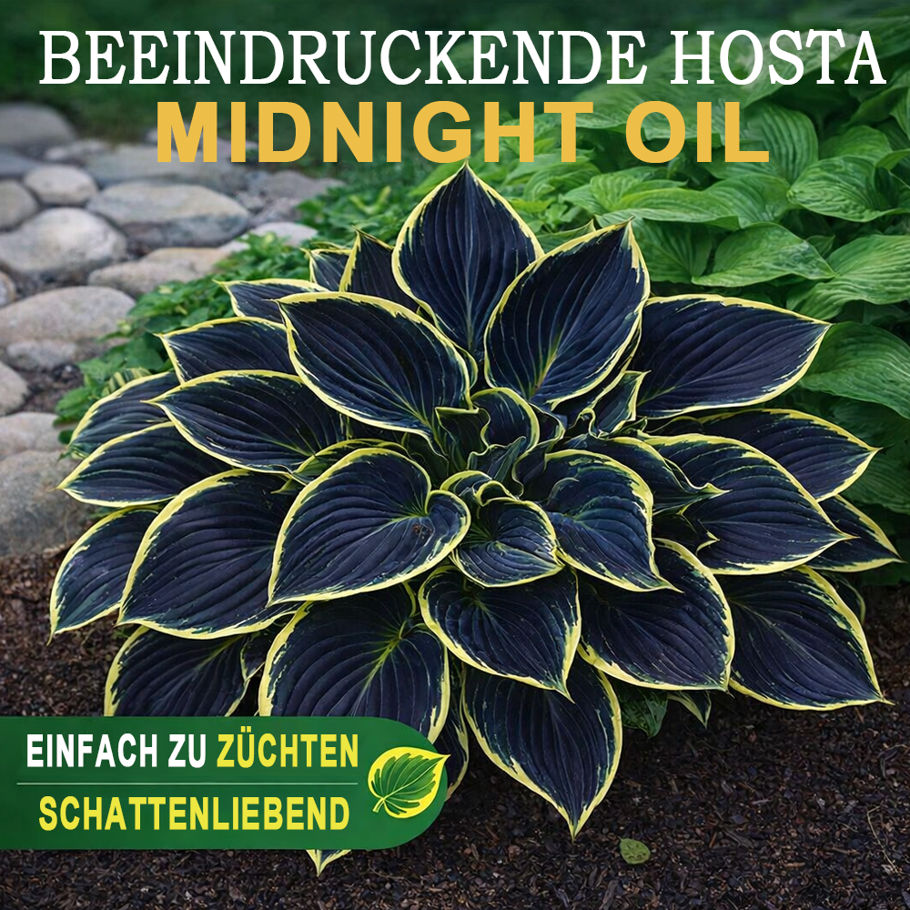 🪻🪴Bunte Hosta-Samen – Winterharte, pflegeleichte Schattenpflanze