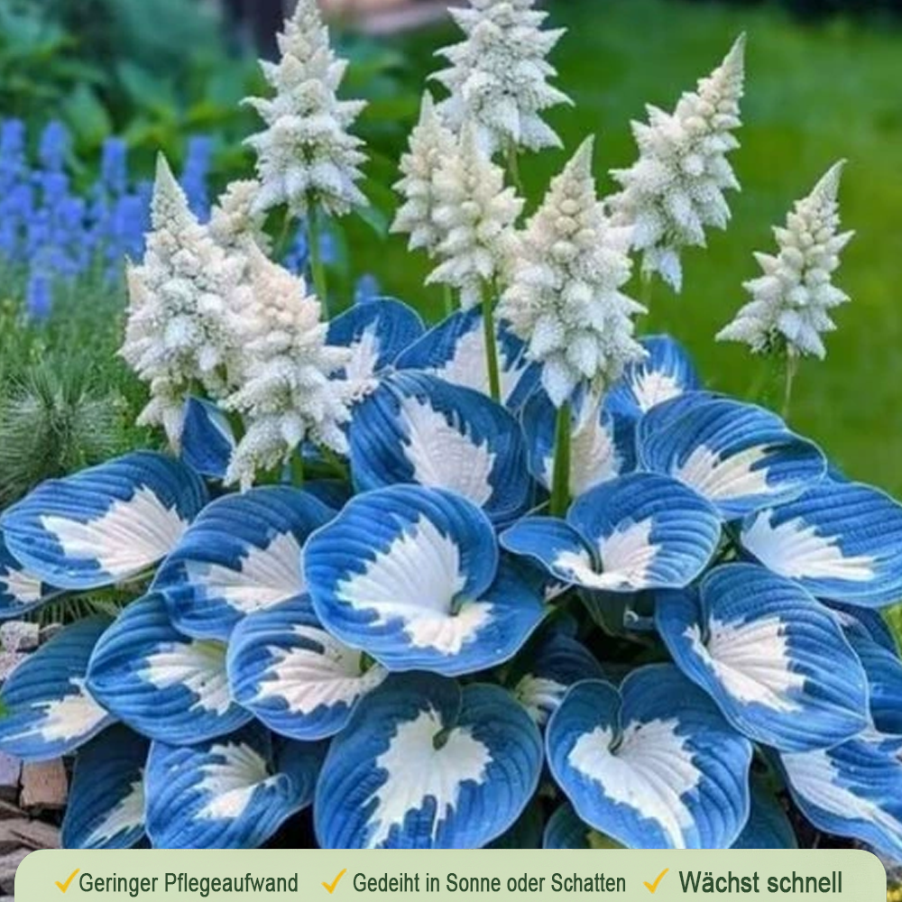 🪻🪴Bunte Hosta-Samen – Winterharte, pflegeleichte Schattenpflanze