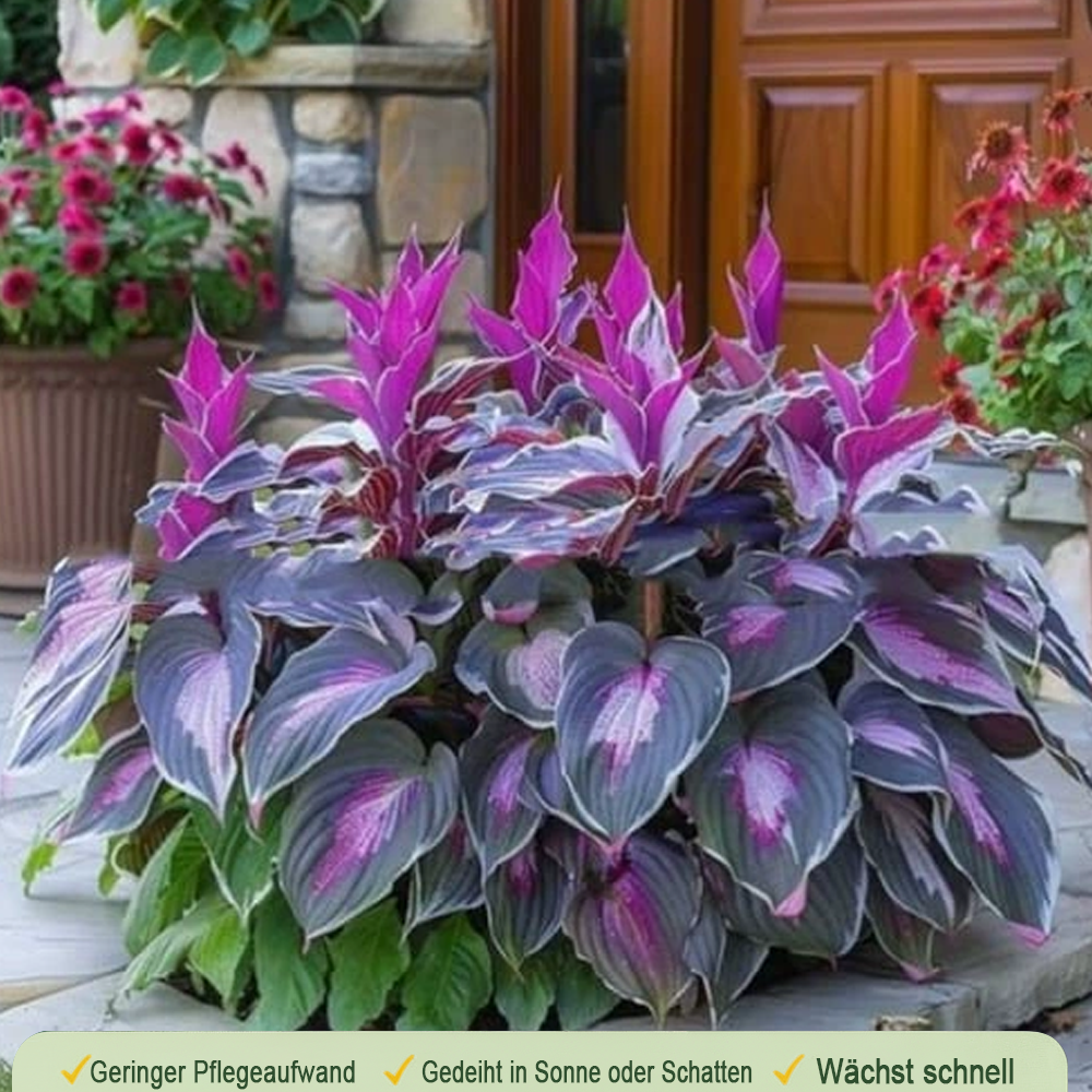 🪻🪴Bunte Hosta-Samen – Winterharte, pflegeleichte Schattenpflanze